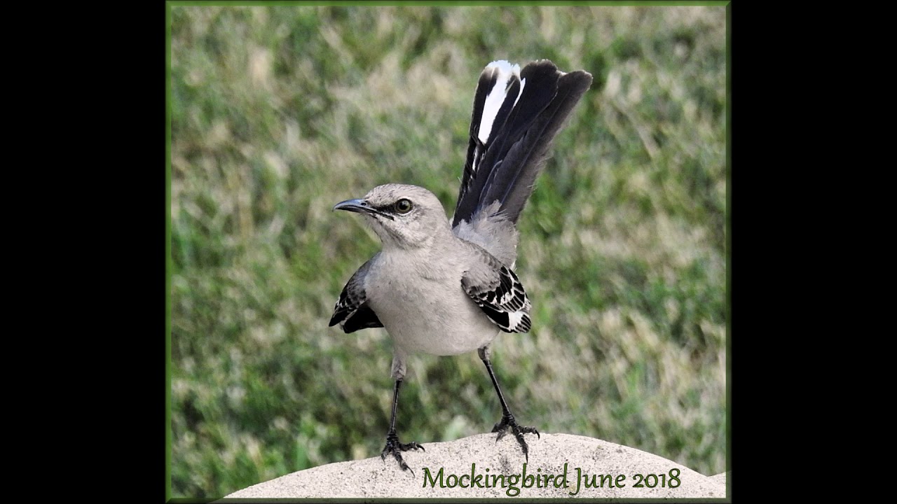 Mockingbird Serenade Throughout The Night