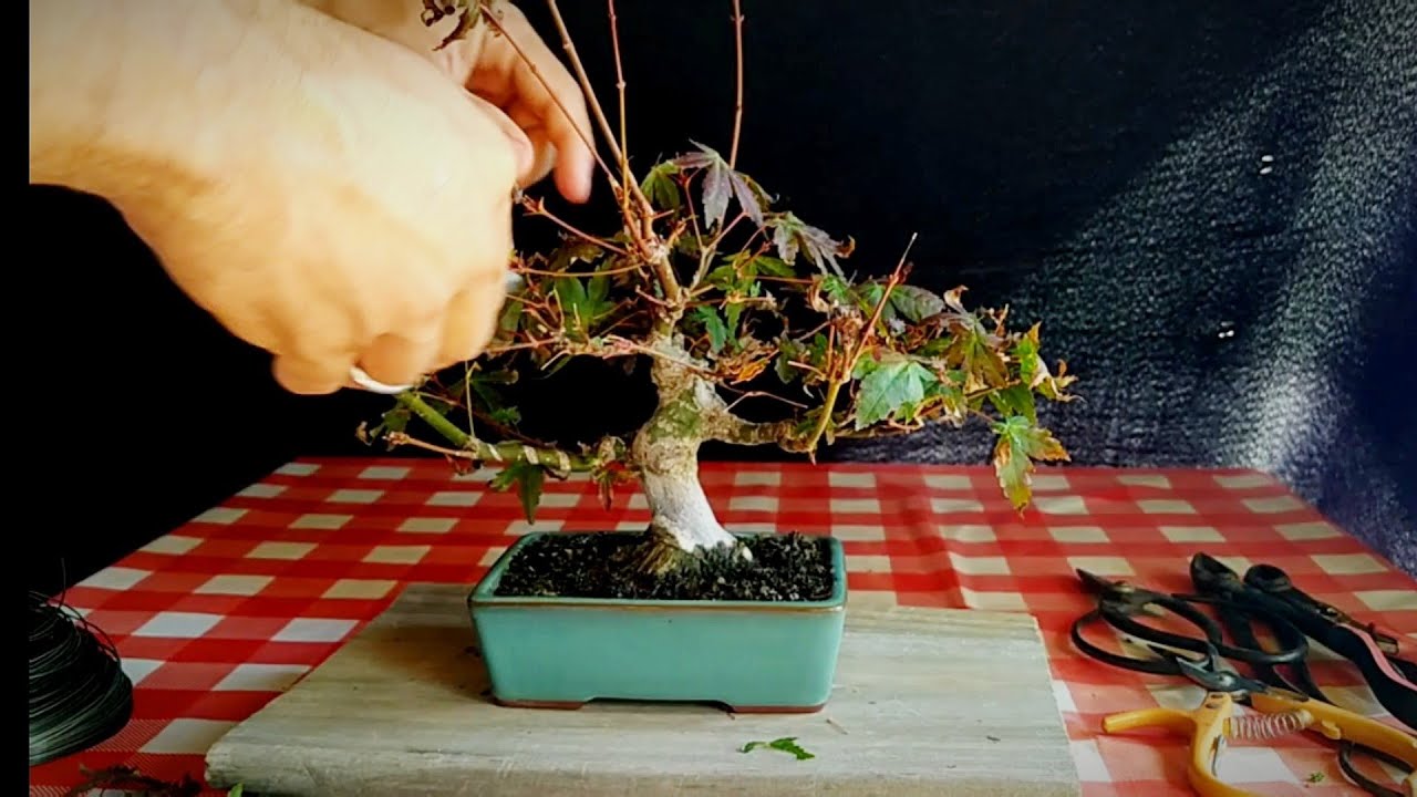 poda de otoño y refinado de Acer palmatum shojin