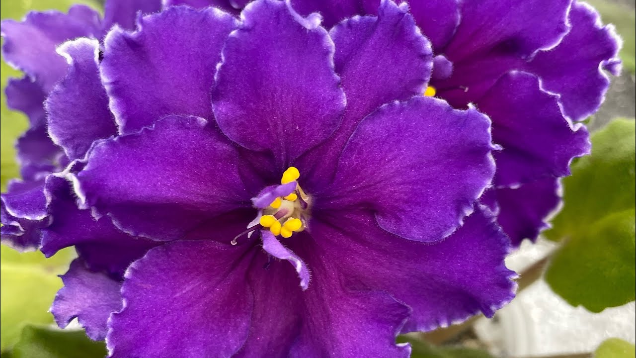 Фиалка 🌸 пересадка ставим на фитиль #фиалка 