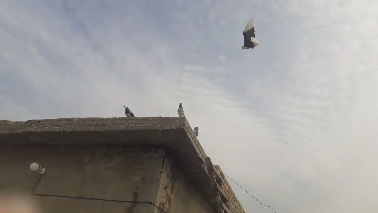صيد اليوم 1
