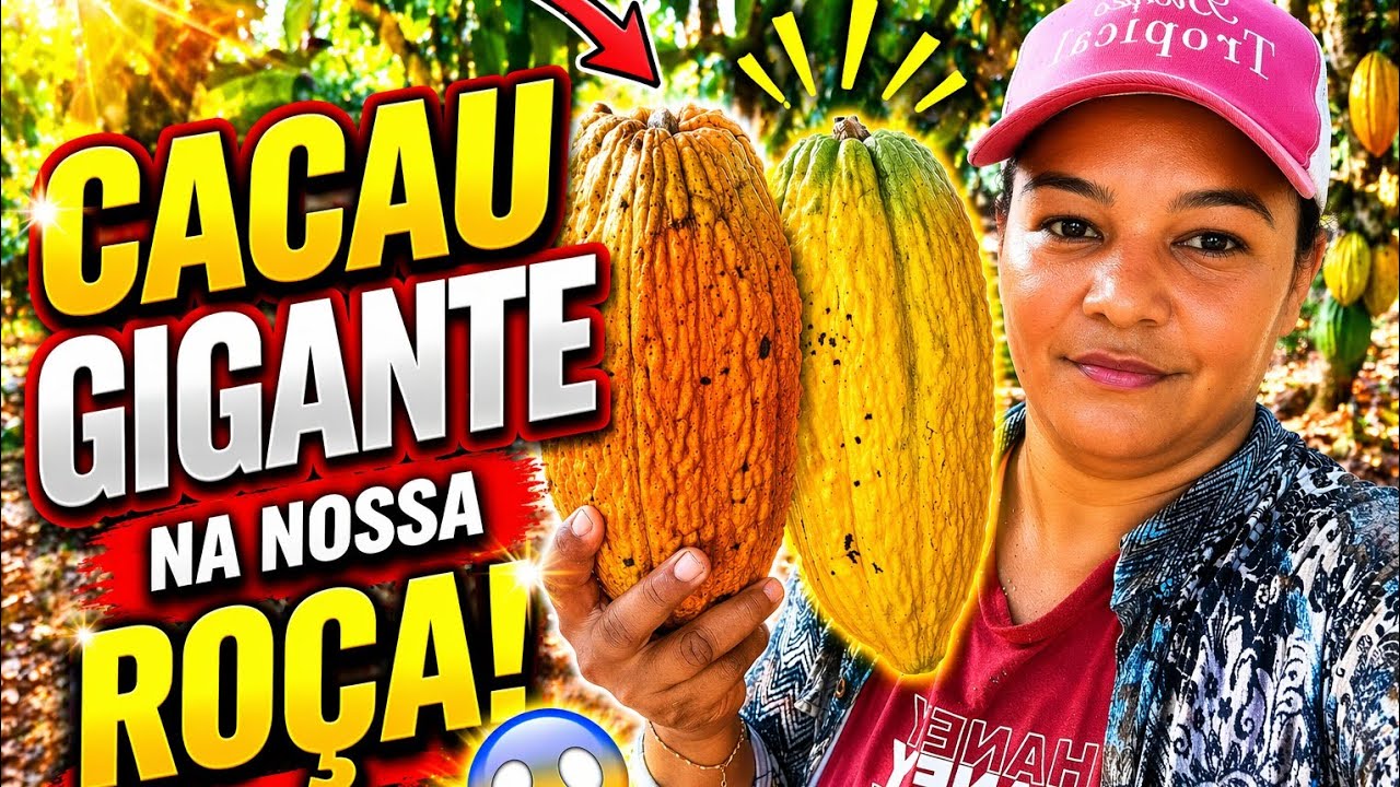 👉 &ldquo;OLHA O TAMANHO DESSE CACAU NA NOSSA RO&Ccedil;A! 😳&rdquo;