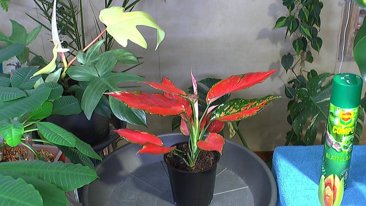 Aglaonema Red Neue Pflanze wird vorbereitet für mineralisches Substrat und mehr Pflanzengeschichten
