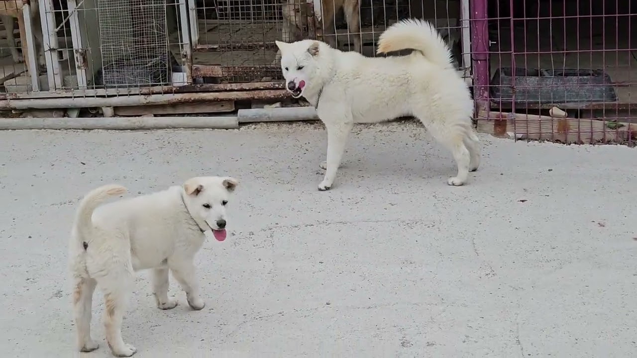 보배와 놀아주는 친절한 언니 홍단