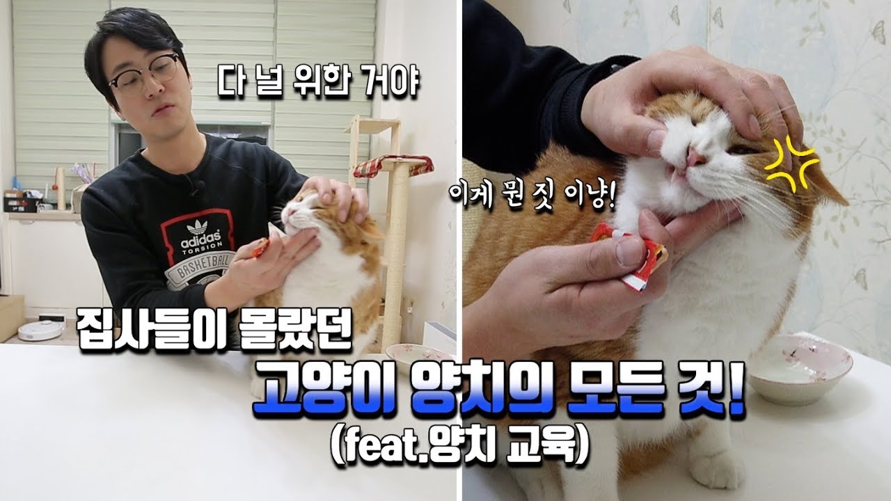 [ENG SUB] 고양이 양치질  A to Z