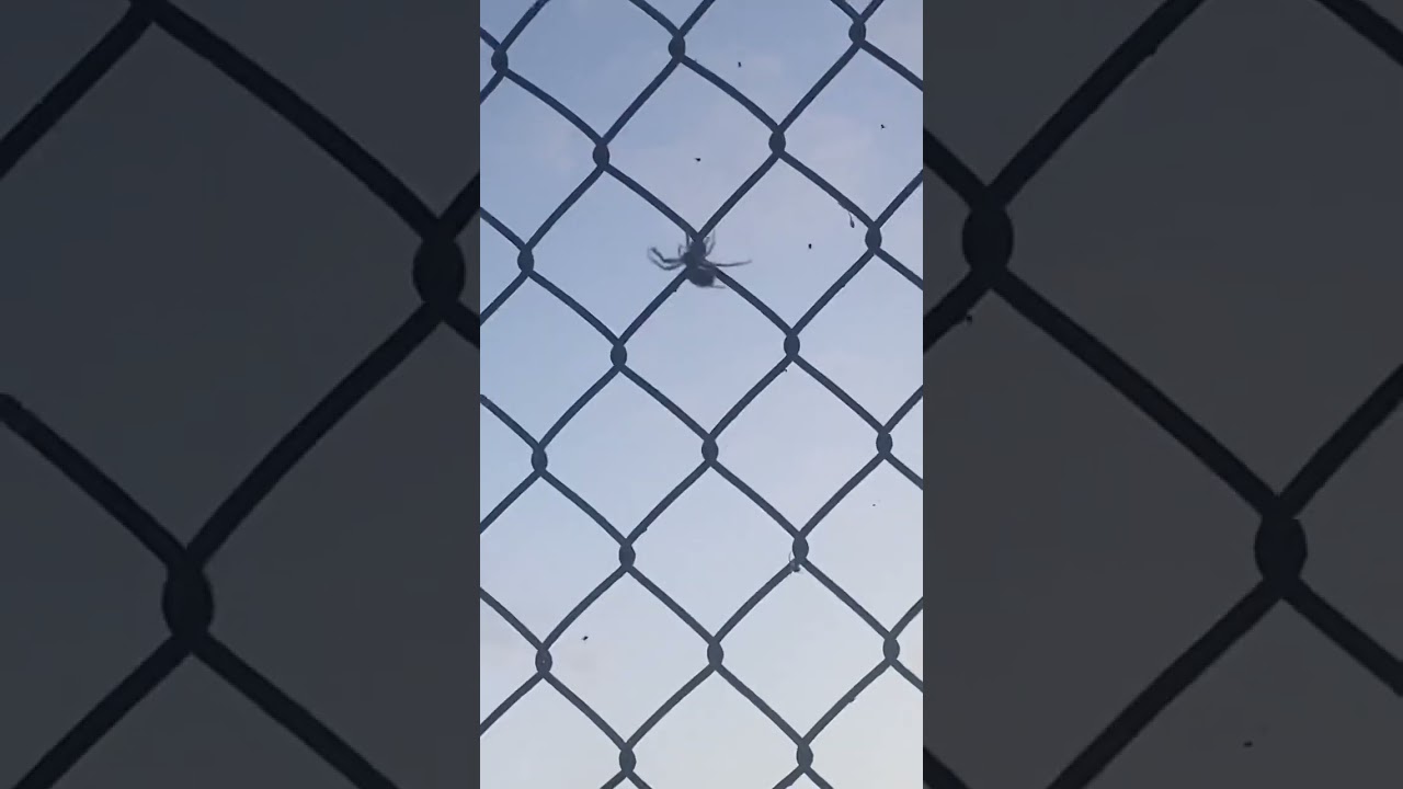 Big meaty spiders spin'n webs over the highway!So many bugs to eat so little time before winter