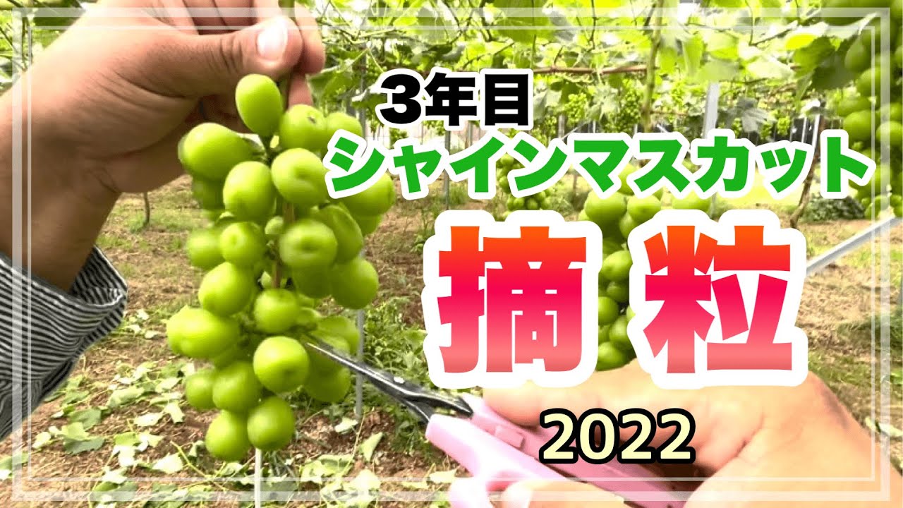 【摘粒作業】今年初収穫のシャインマスカット摘粒2022