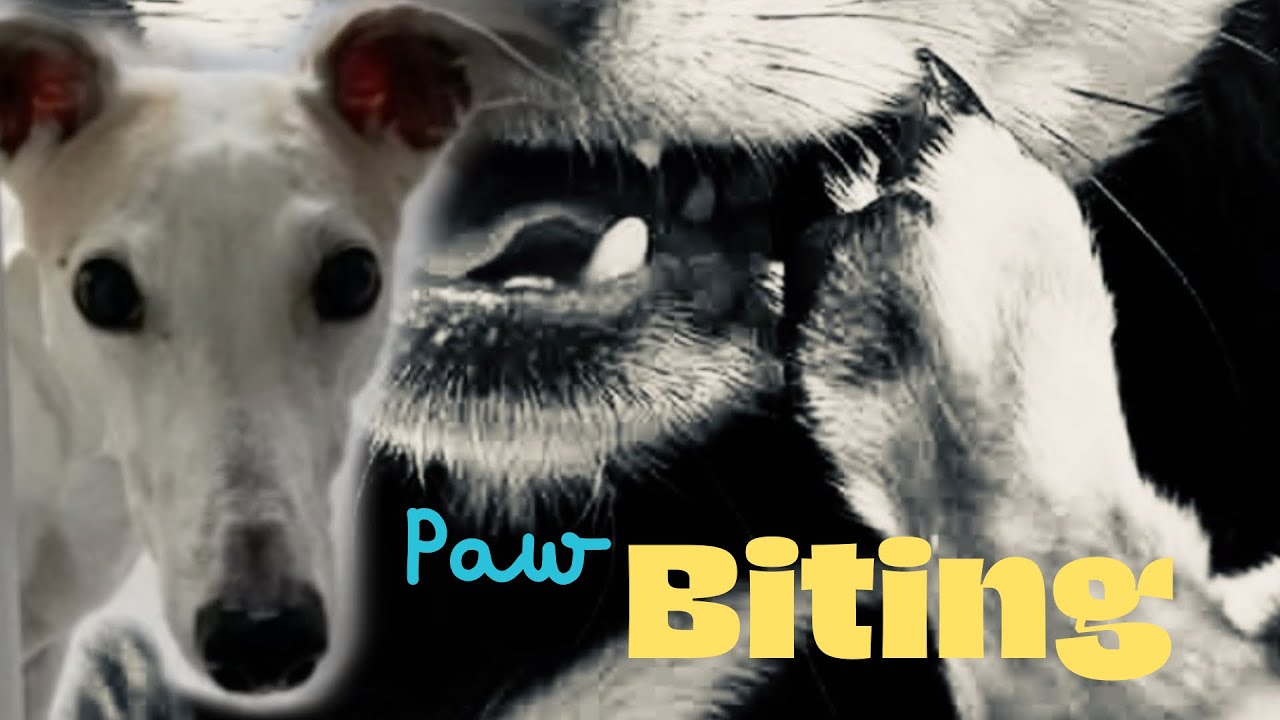 Why Do Dogs Bite their Paws? [prevent/stop/treat]