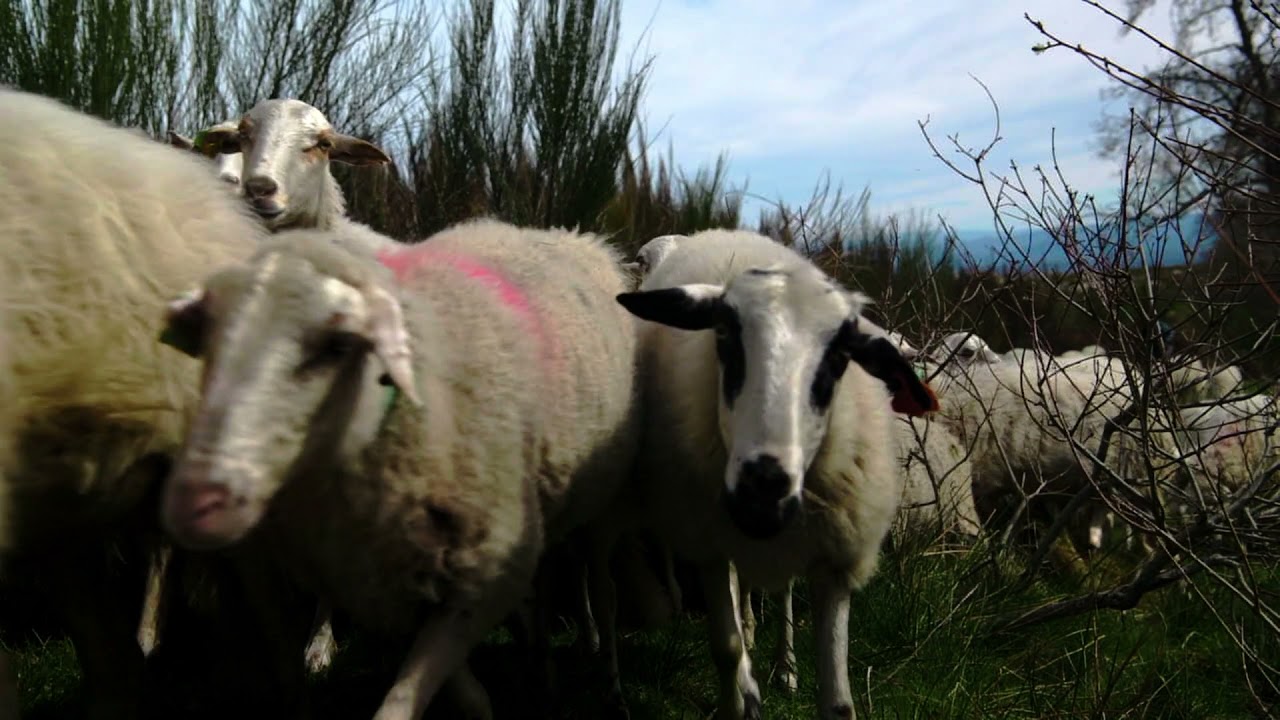 MONTALEGRE | "ANHOS E CABRITOS" - COMPRE NO CONCELHO