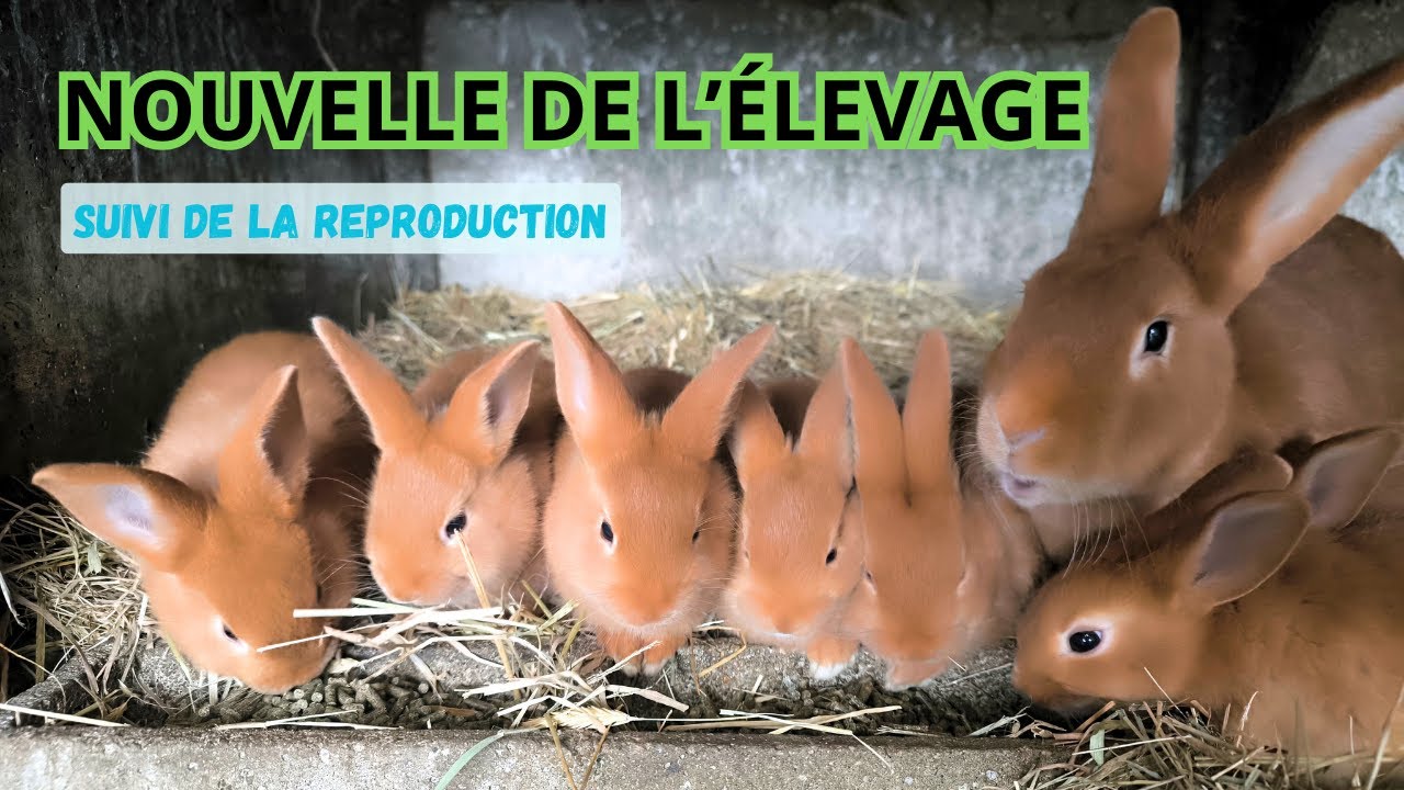 NOUVELLE DE L'ELEVAGE février 2026 !!!