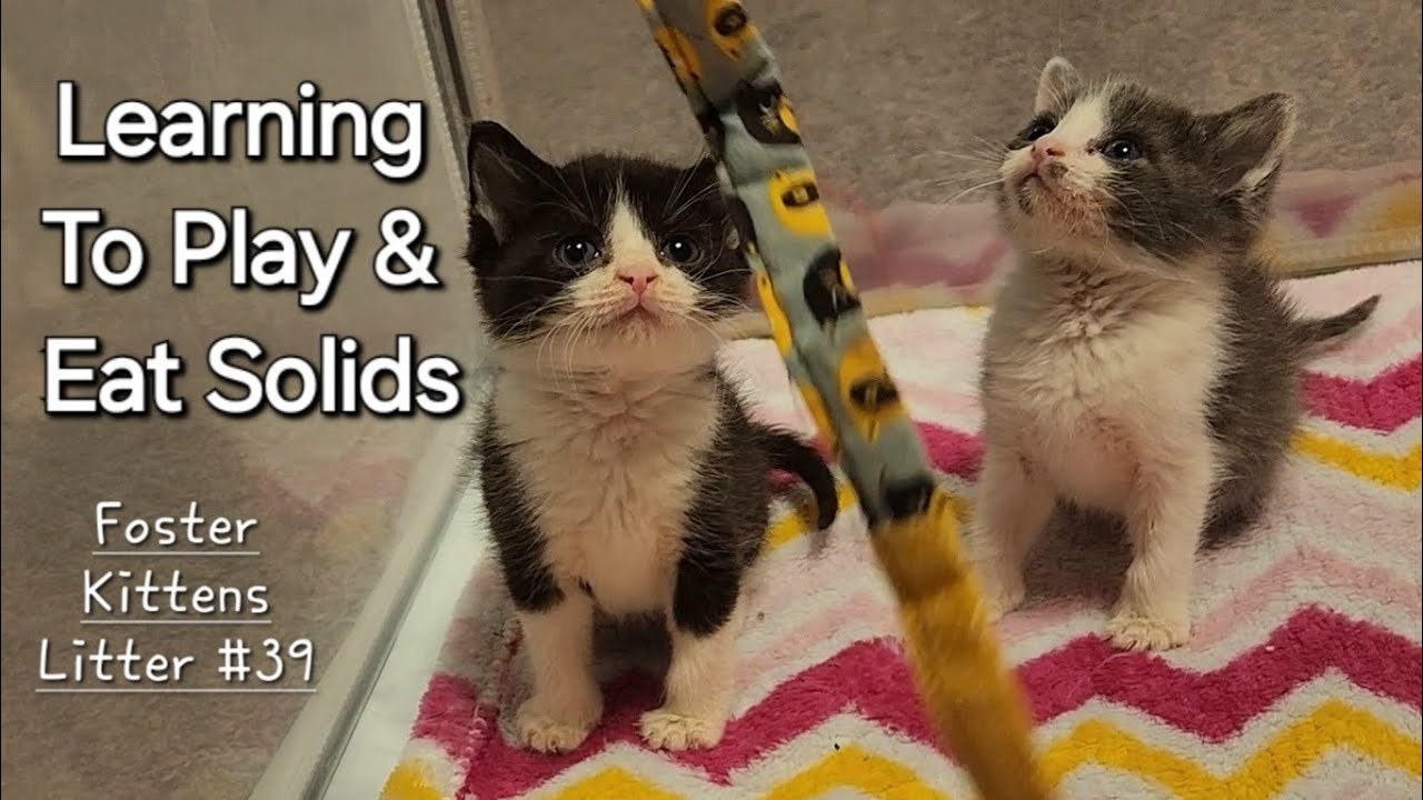 First Time Playing & Eating From A Plate! Foster Kittens Litter #39