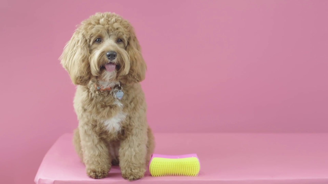 Pet Teezer dog grooming brushes are here!