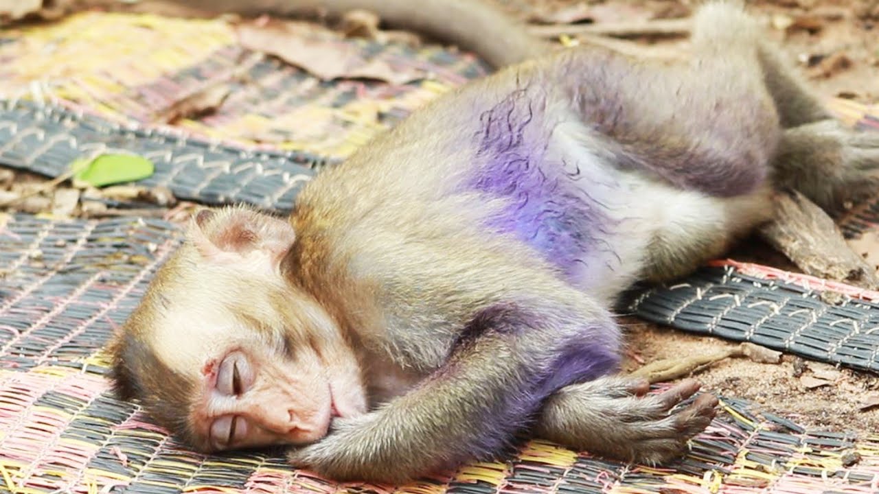 this monkey sleep on mats  but not well yet after rescue by man onon Sep11,2022/Vs.255..Amber Mk
