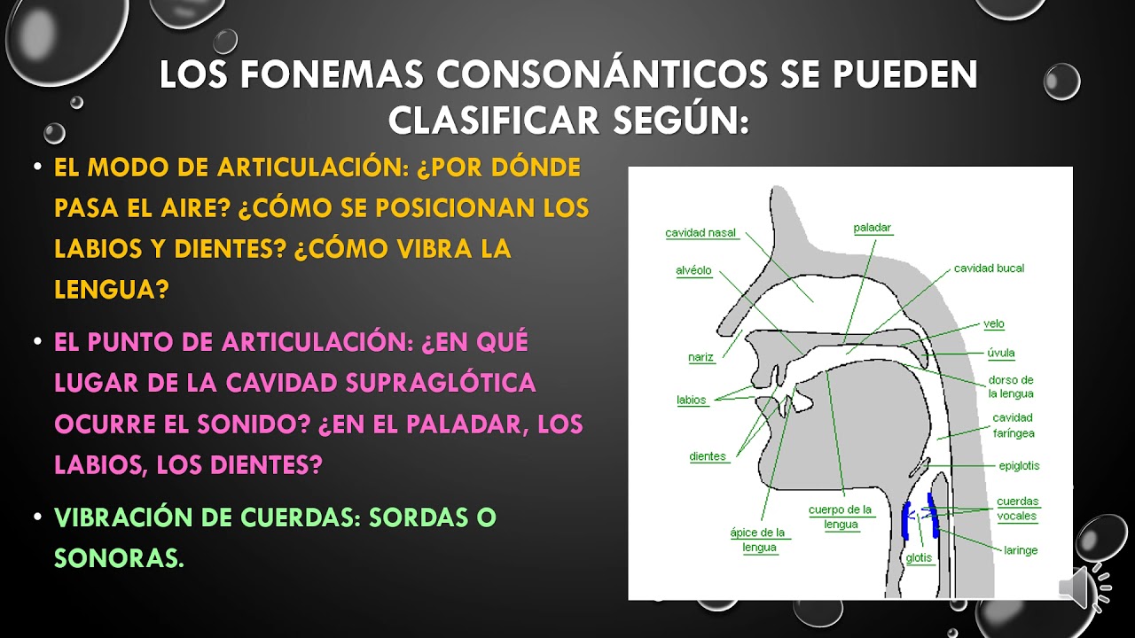 FONEMAS CONSONÁNTICOS Y VOCÁLICOS. Video clase de Fonética y fonología. Prof. Claudia Sanchez