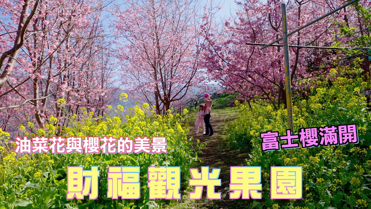 2024 新竹尖石 財伯觀光果園富士櫻即將滿開 I 黃色油菜花與粉色富士櫻的完美組合 I 02/15的花況分享 I 財伯觀光果園交通分享 I 秀巒軍艦岩及軍艦岩吊橋