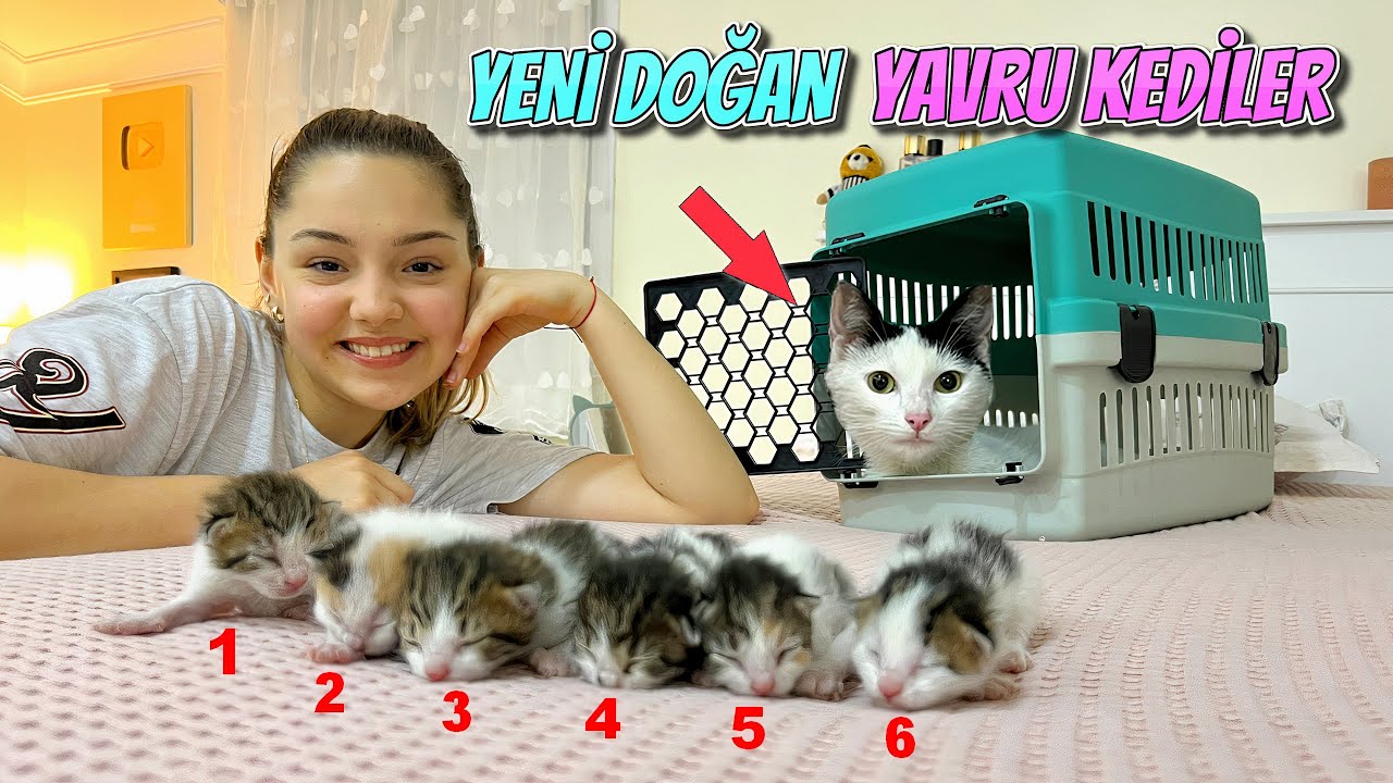 KEDİ DOĞUMU! YENİ DOĞMUŞ YAVRU KEDİLER VE ANNESİ