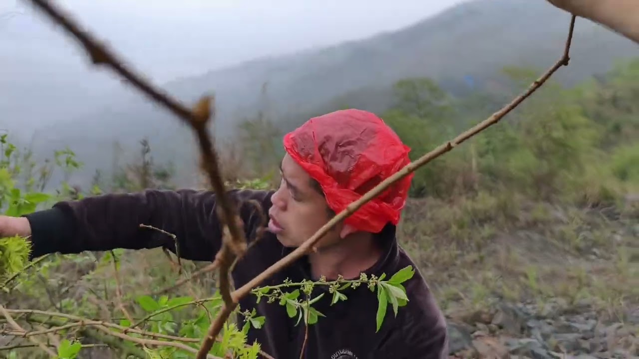 老罗夫妻俩到广西高山头采野生藤茶，嫩嫩头采茶你们有认识它的吗