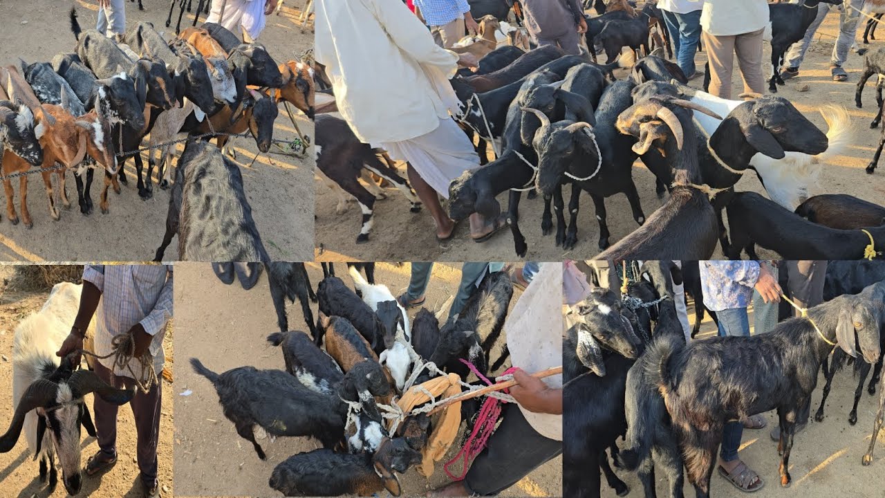 Pitlam goats market