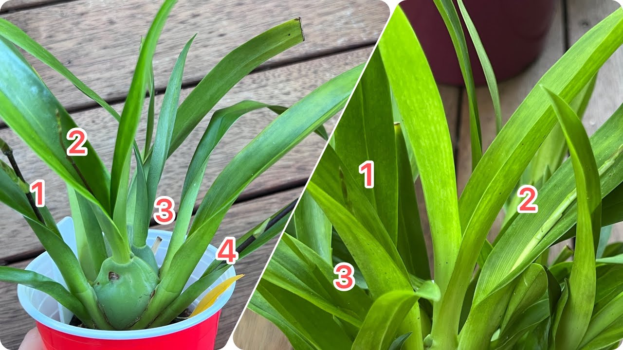 文心兰怎么养才能一个球茎长多个花芽？