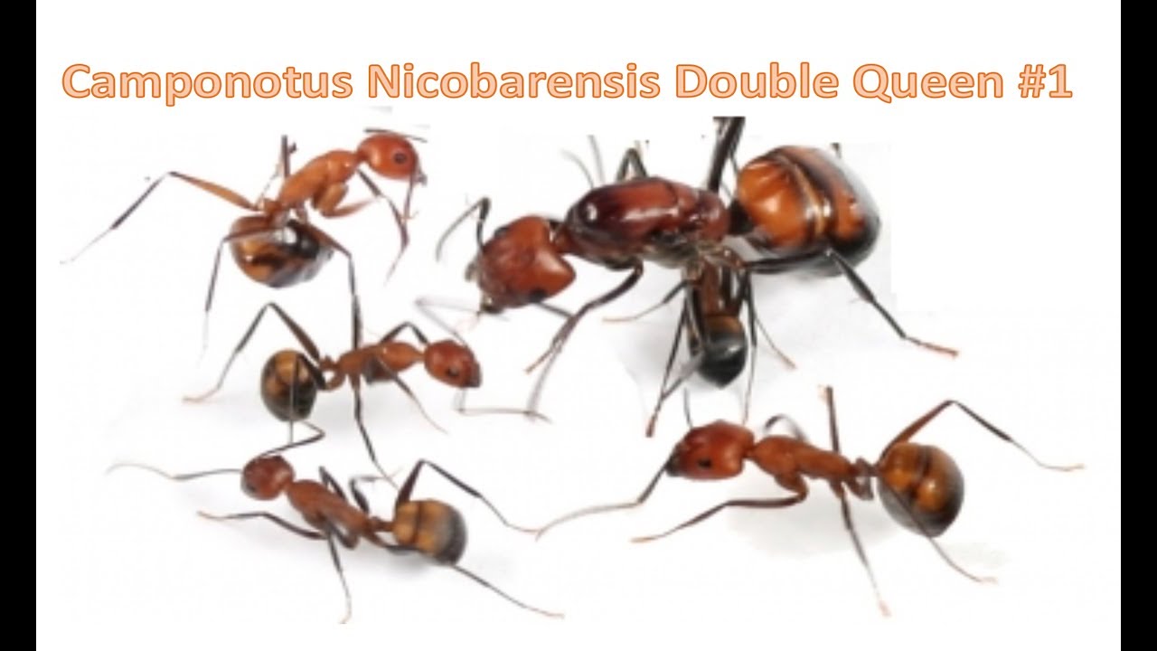 Camponotus Nicobarensis Double Queen #1 - Moving the colony to a new home!