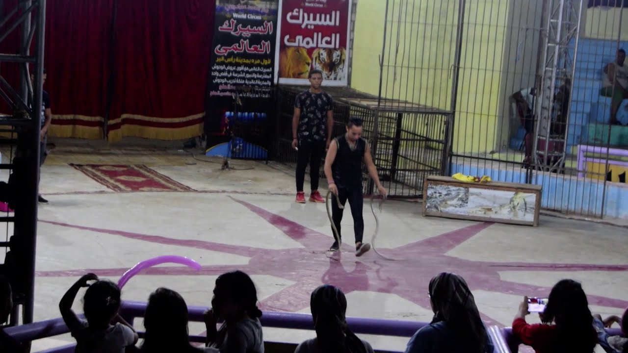 Wild Ragging Show Of Cobra Show In Egypt