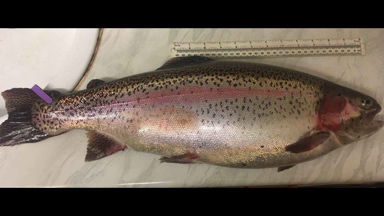 A Tagged Trout from Sharpley Springs