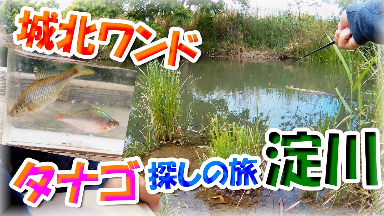 【5月　タナゴ小物釣り】淀川・城北ワンドバス釣りポイント！
