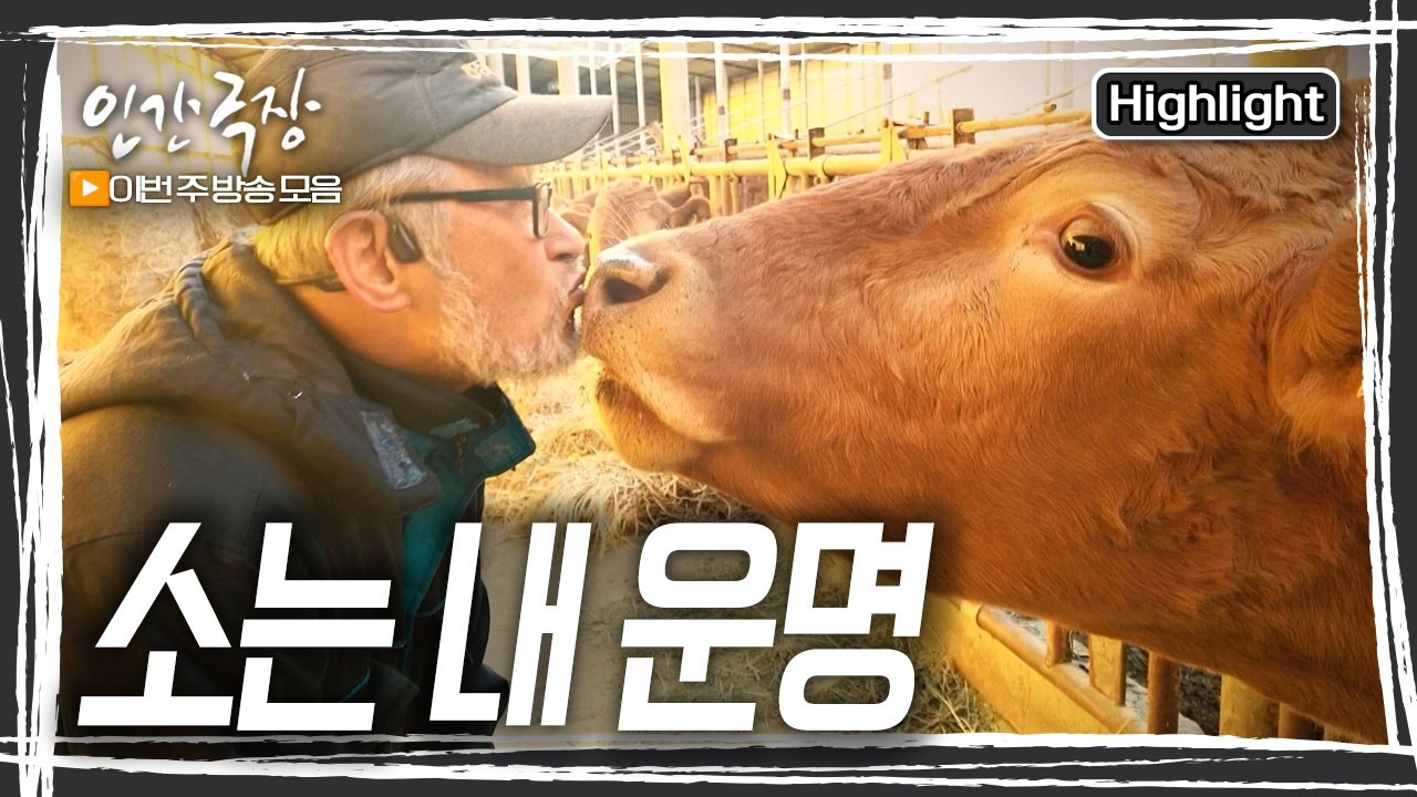 어쩌면 운명이 아닐까 싶을 정도로 소를 사랑하고 소에 대해 진심인 남자. 영현 씨가 만들어가는 특별한 목장 [인간극장] KBS 방송