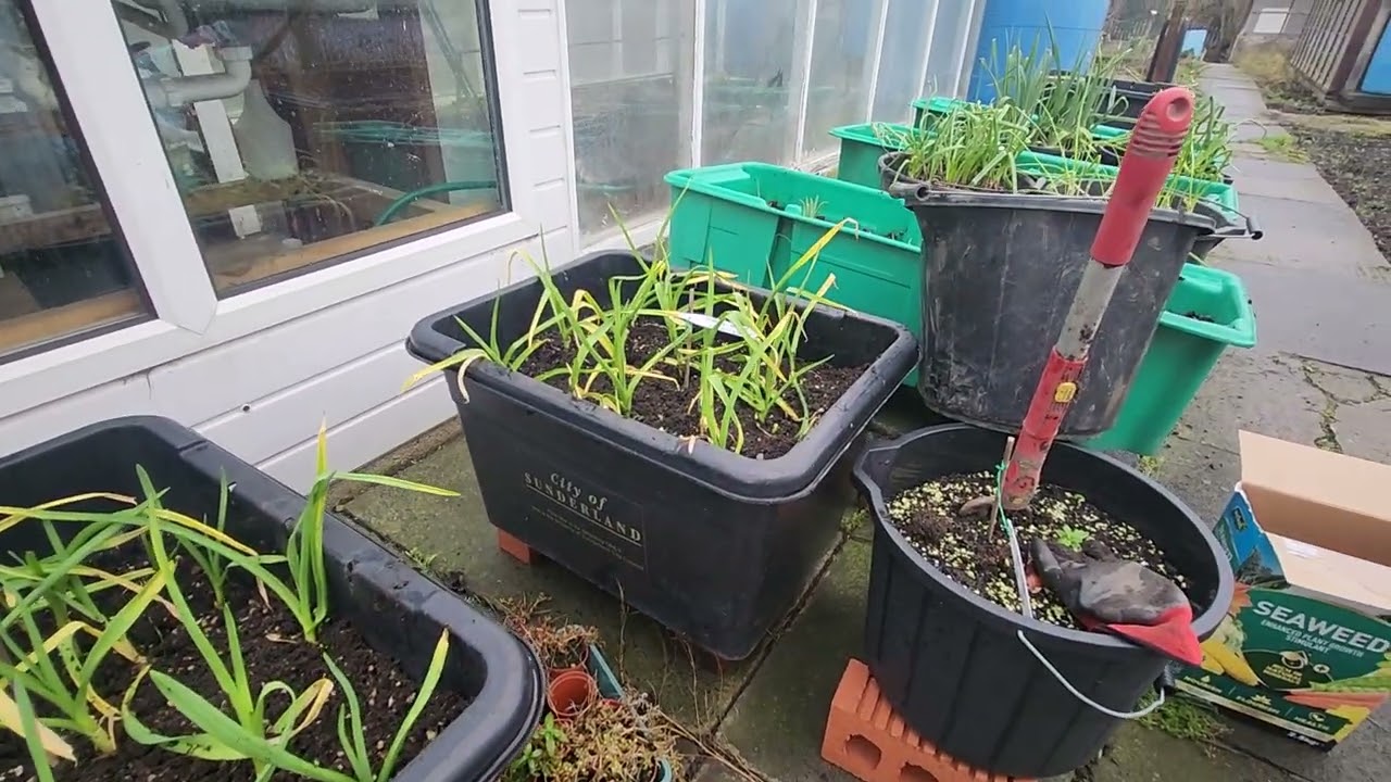 Weeding the garlic 
