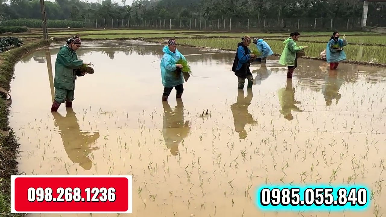 Bà Con Cùng Nhau Đi Cấy Mạ Khay- Nhanh Hơn Rất nhiều 