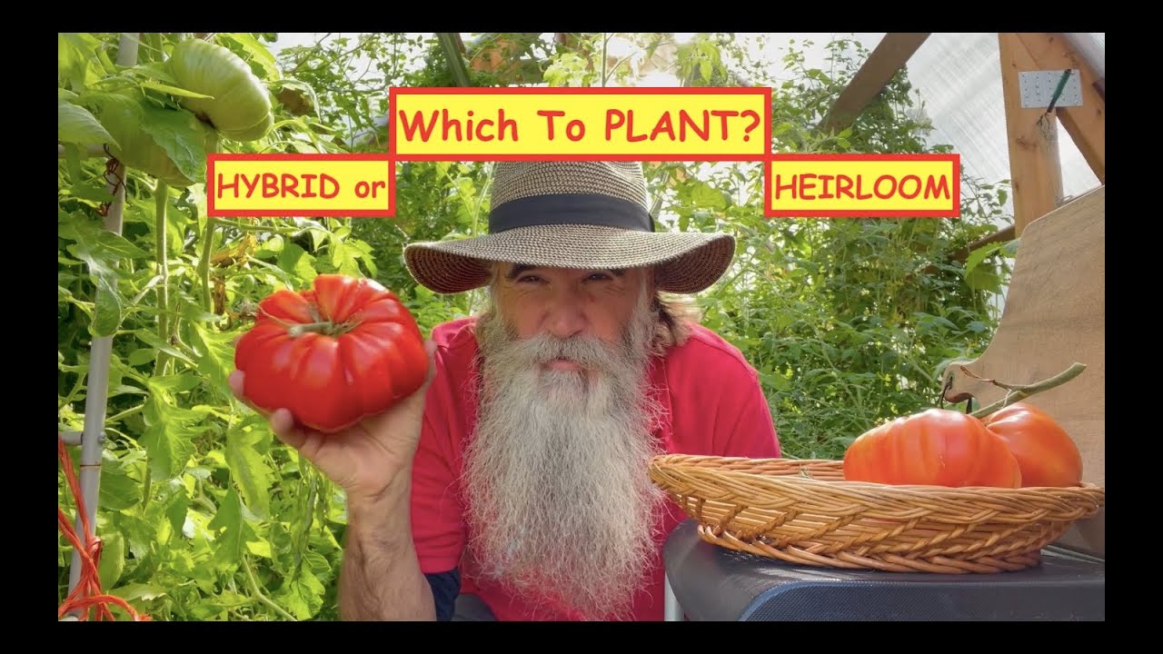 HYBRID OR HEIRLOOM - Which TOMATOES Should You Plant? &Tips on COMPANION PLANTING, SEEDSAVING & More