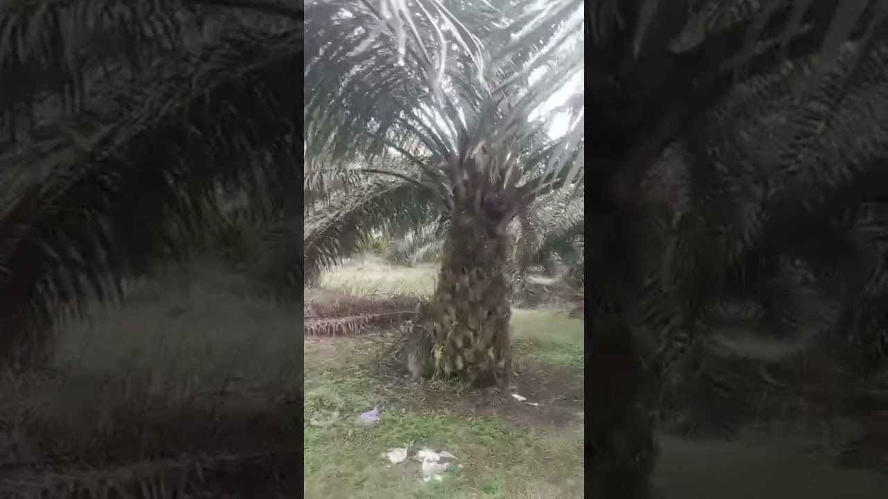 Di To Kebun Sawit Produksi Dan Fasilitas Dalamnya PT.TSP 2.573 Ha Seruyan Kalteng 