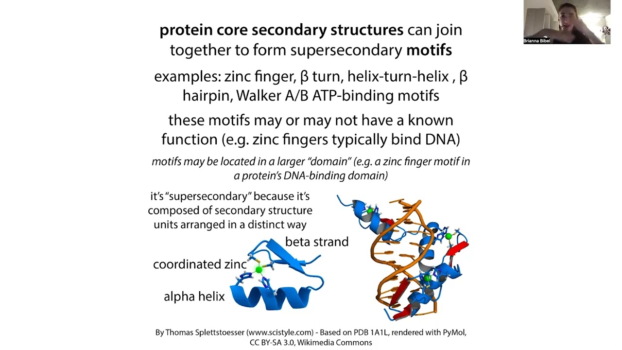 Protein domains and motifs - terminology, concepts, & examples
