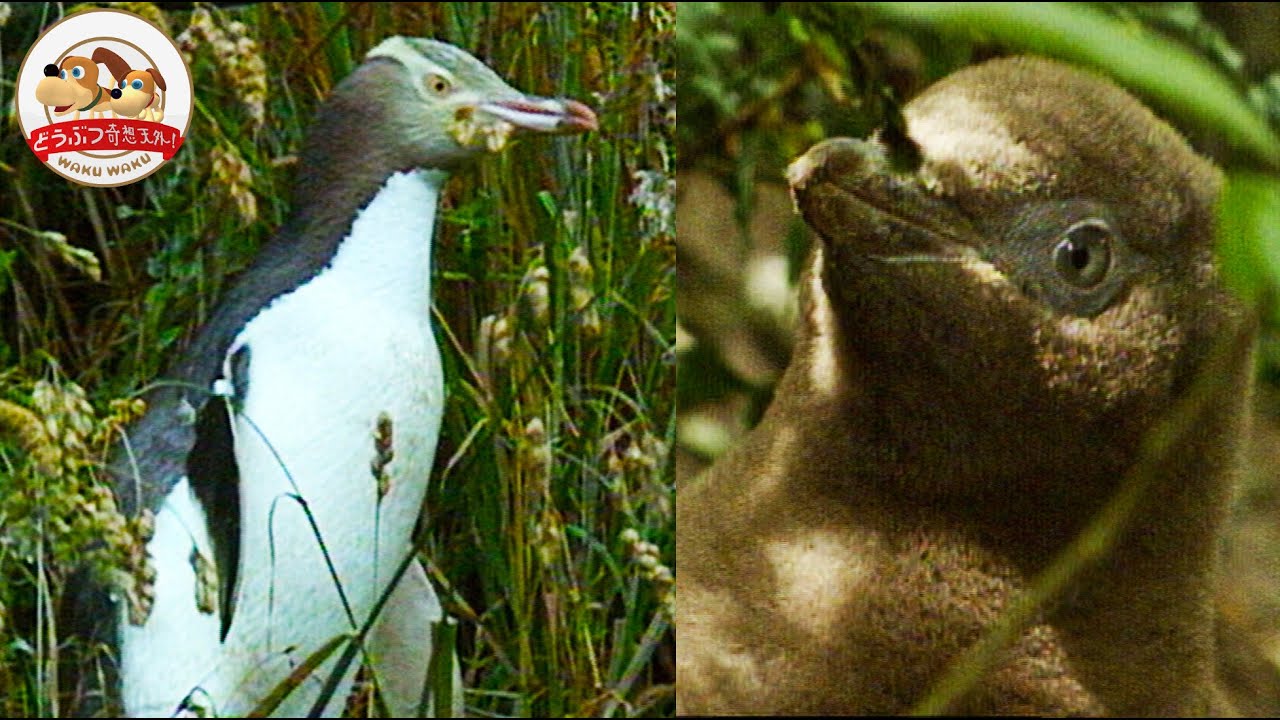 【森に住む珍しいペンギン】キガシラペンギンを狙うオットセイとの駆け引き〜愛情表現たっぷりの夫婦生活と子育ても紹介【どうぶつ奇想天外／WAKUWAKU】