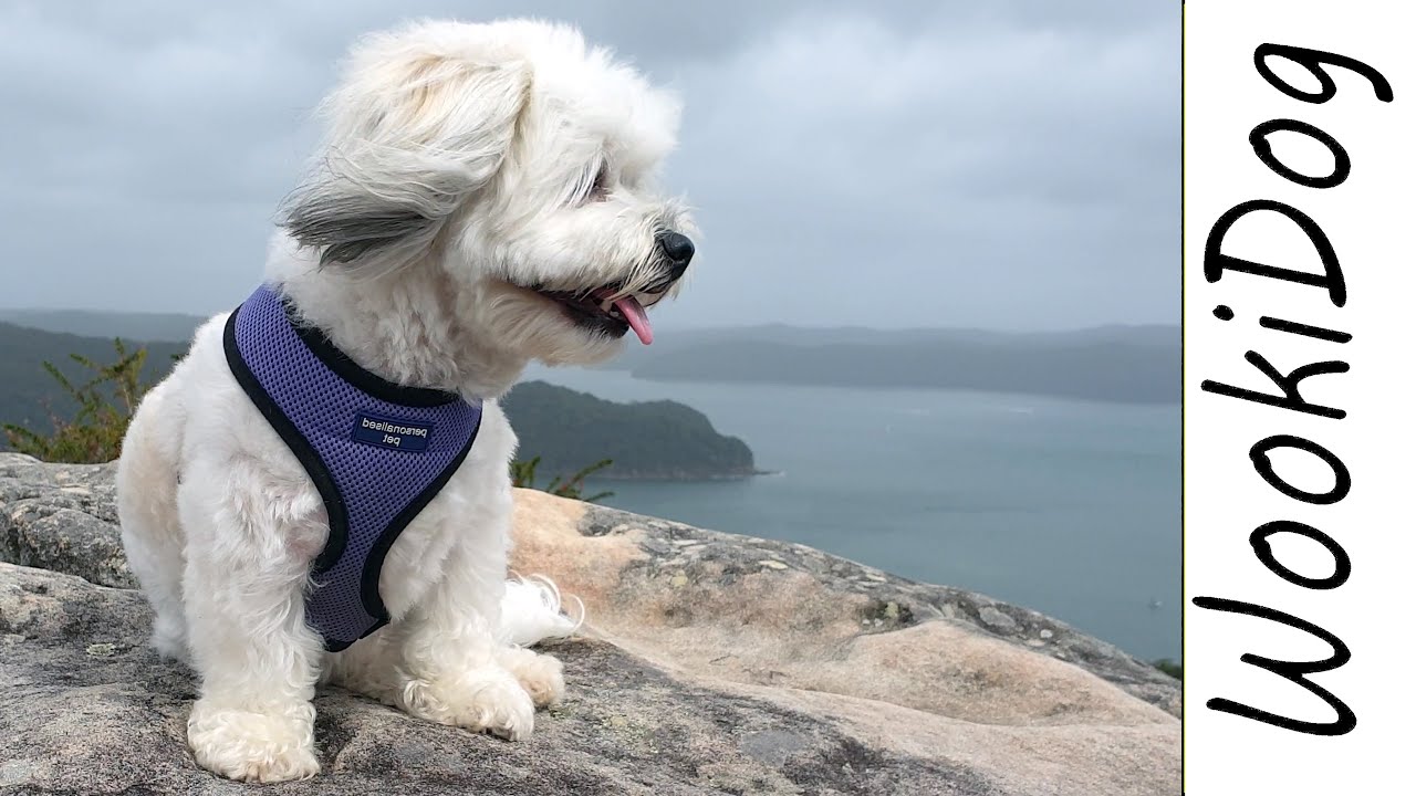 Malshi Dog - Rock Mountain Dog Walk (Part 1), Wookidog |4K Dog Walking Video [Maltese Shih Tzu mix]