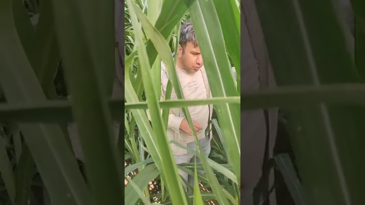 Maralfalfa ailesinin en gelişmiş t&uuml;rlerinden biri olan s&uuml;per napier packhong 1