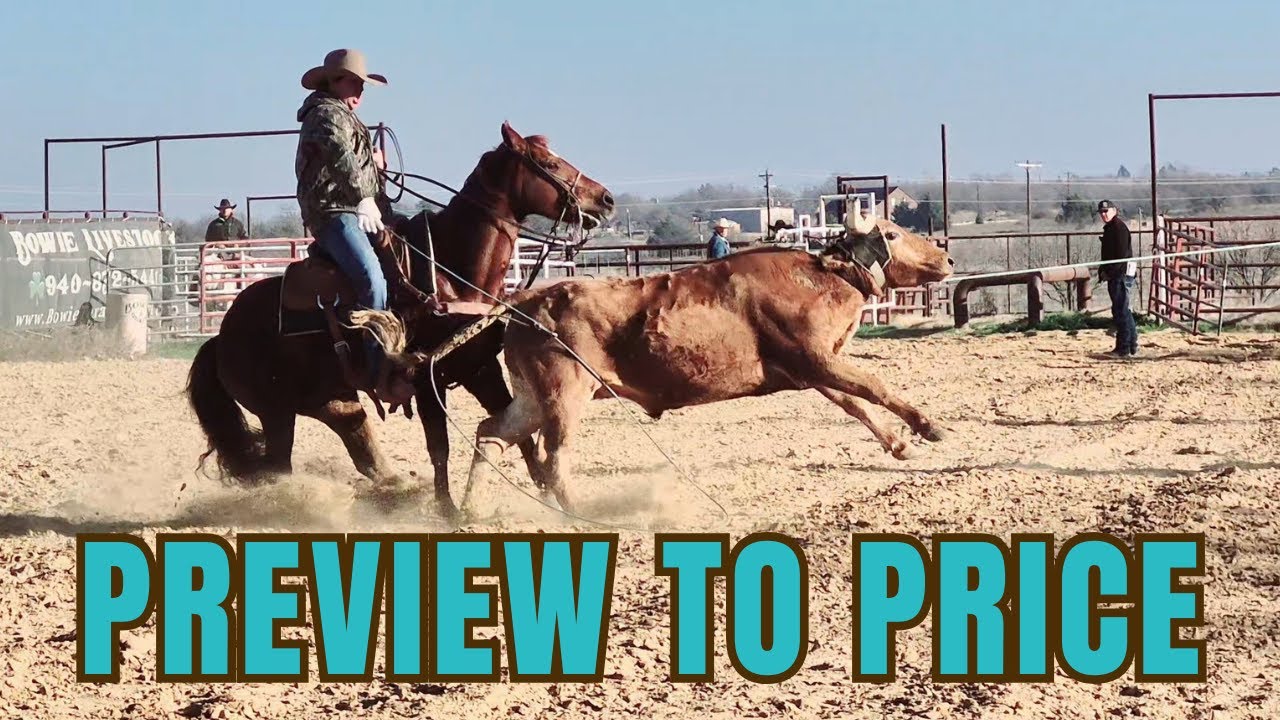 Preview action at the BOWIE HORSE Sale!
