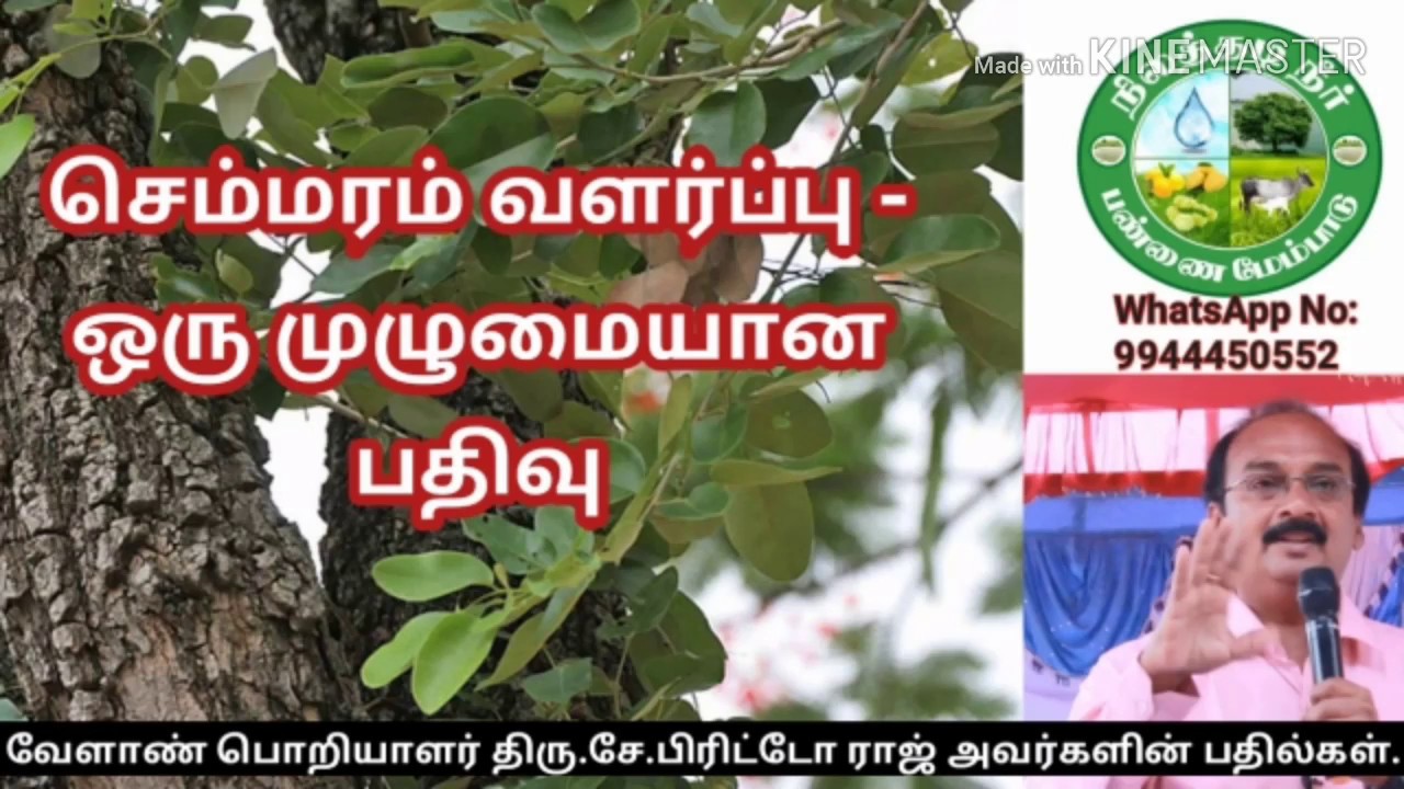 செம்மரம் வளர்ப்பு - முழுமையான பதிவு| Red Sandal Tree | Mr.X. Brittoraj 9944450552