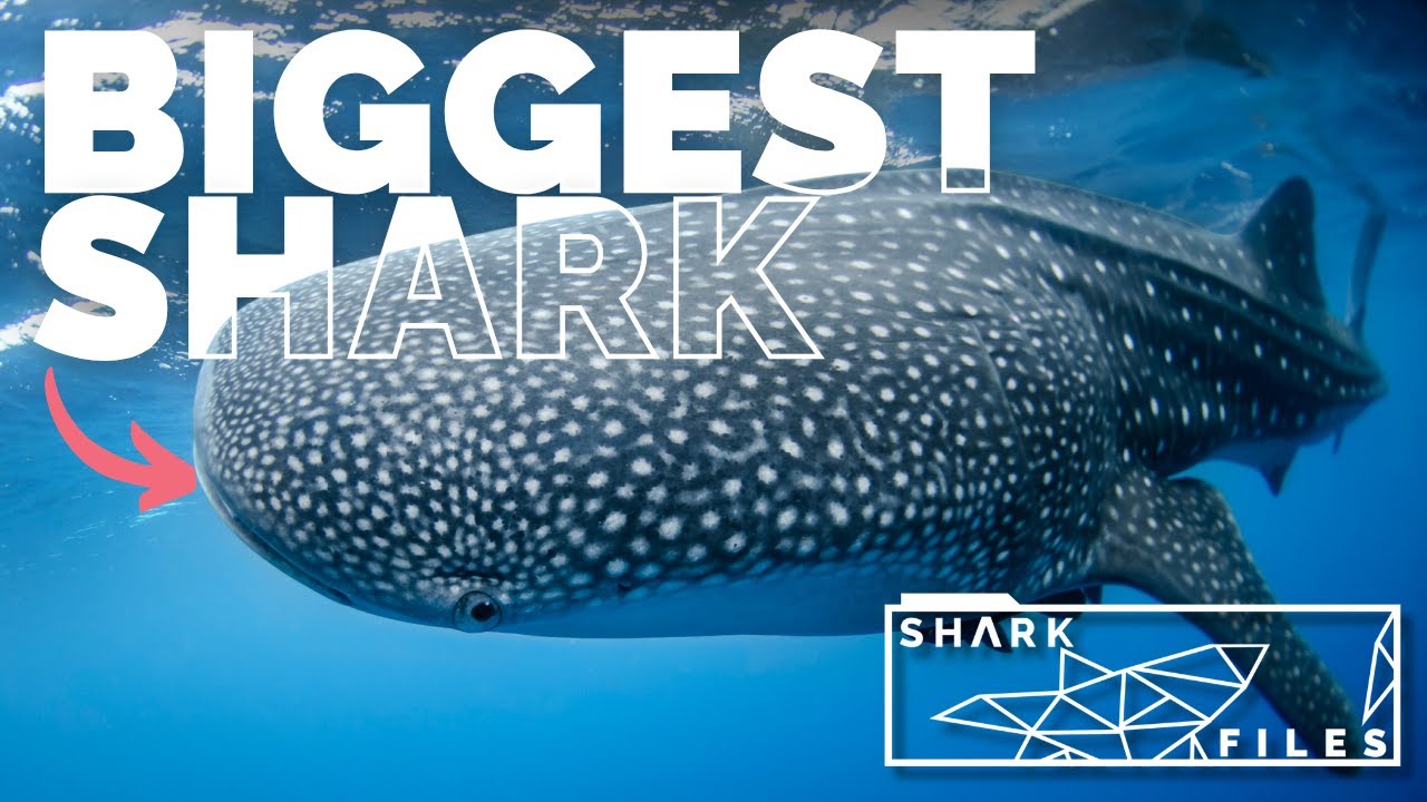 The Largest Shark in our Ocean