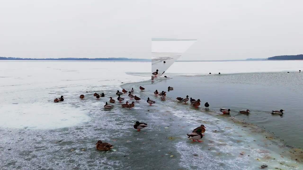 Jezioro Miedwie Zima 2026
