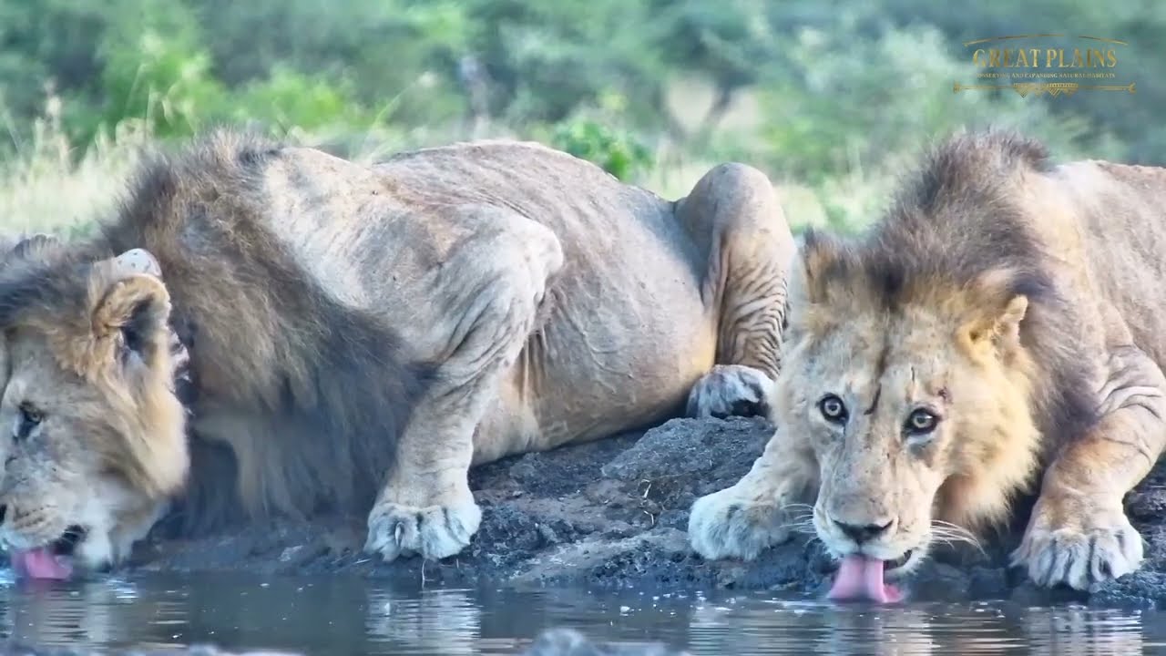 Incredibly Thirsty Male Lions Drinking Together | Great Plains Conservation