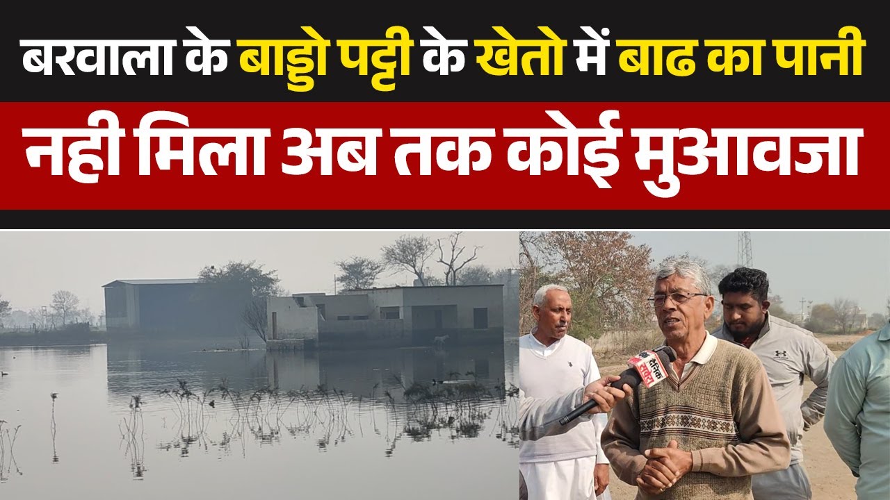 बरवाला के बाड्डो पट्टी के खेतो में बाढ का पानी,नही मिला अब तक कोई मुआवजा