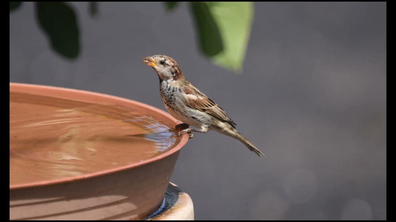 Aves locales Lanzarote. Local birds in Lanzarote