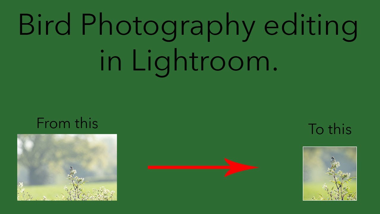 Bird and Insect Photography UK. My Lightroom bird photo editing process.