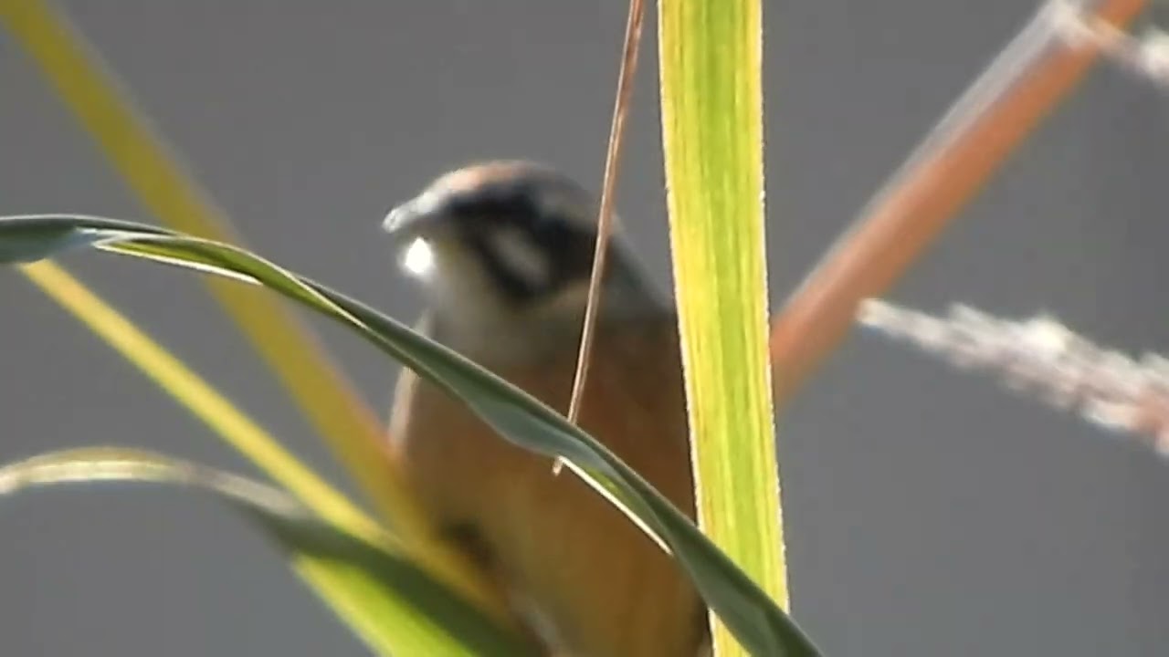 禾（のぎ）を食べるホオジロ！鳴き声も入った！～野鳥観察　1343