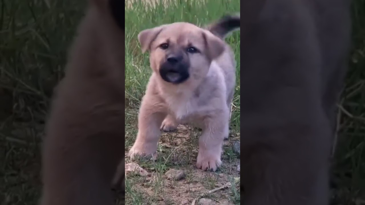 Ch&oacute; Sủa, Ch&oacute; cắn, ch&oacute; 🐕 #chocon #chosua G&acirc;u g&acirc;u