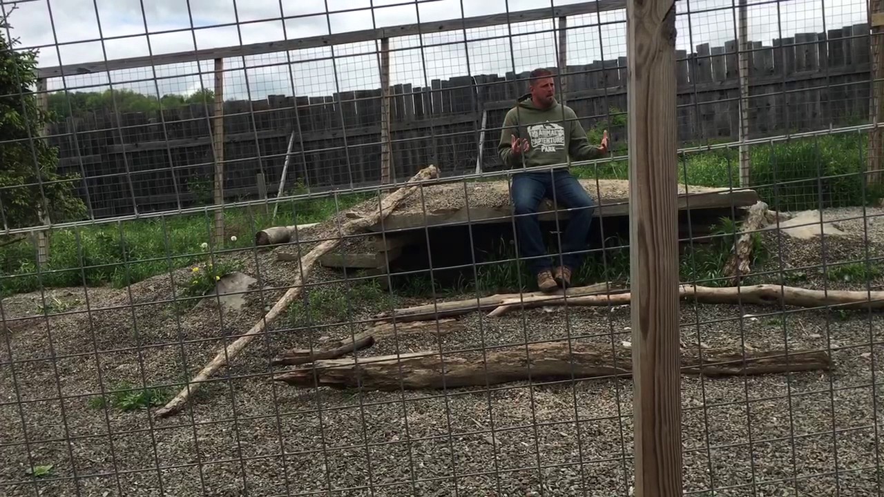 Jordan & The Arctic Wolf @ Animal Adventure Park, NY