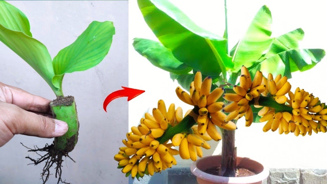 Fantastic Skills growing Banana tree from banana fruit in Bottle