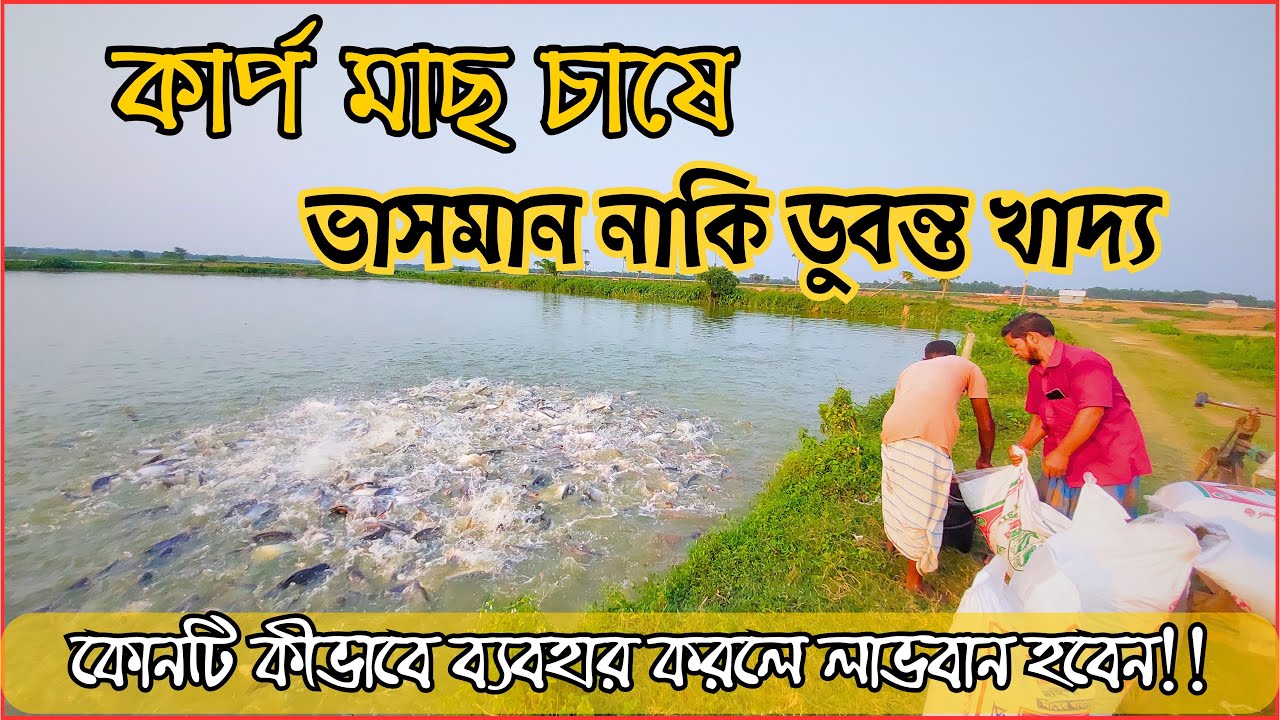 ভাসমান নাকি ডুবন্ত খাদ্য। কার্প মাছ চাষে লাভবান হতে খাদ্যের ব্যবহার সঠিকভাবে করুন।পরামর্শগুলো শুনুন।