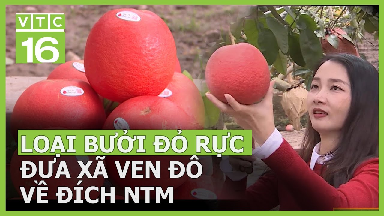 Loại bưởi đỏ rực đưa xã ven đô về đích nông thôn mới | VTC16