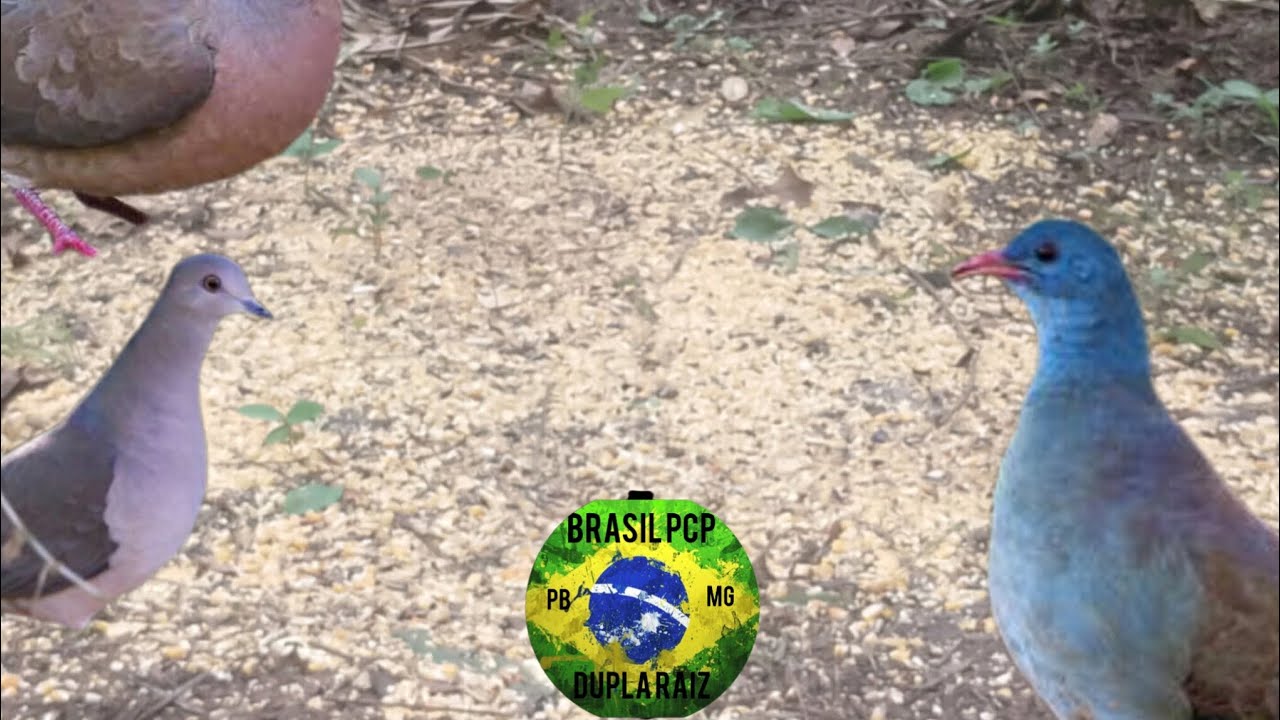Resultado da nova CEVA de lambu e juriti Deu bom!! 